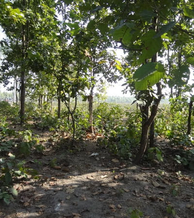 Baikunthapur Forests